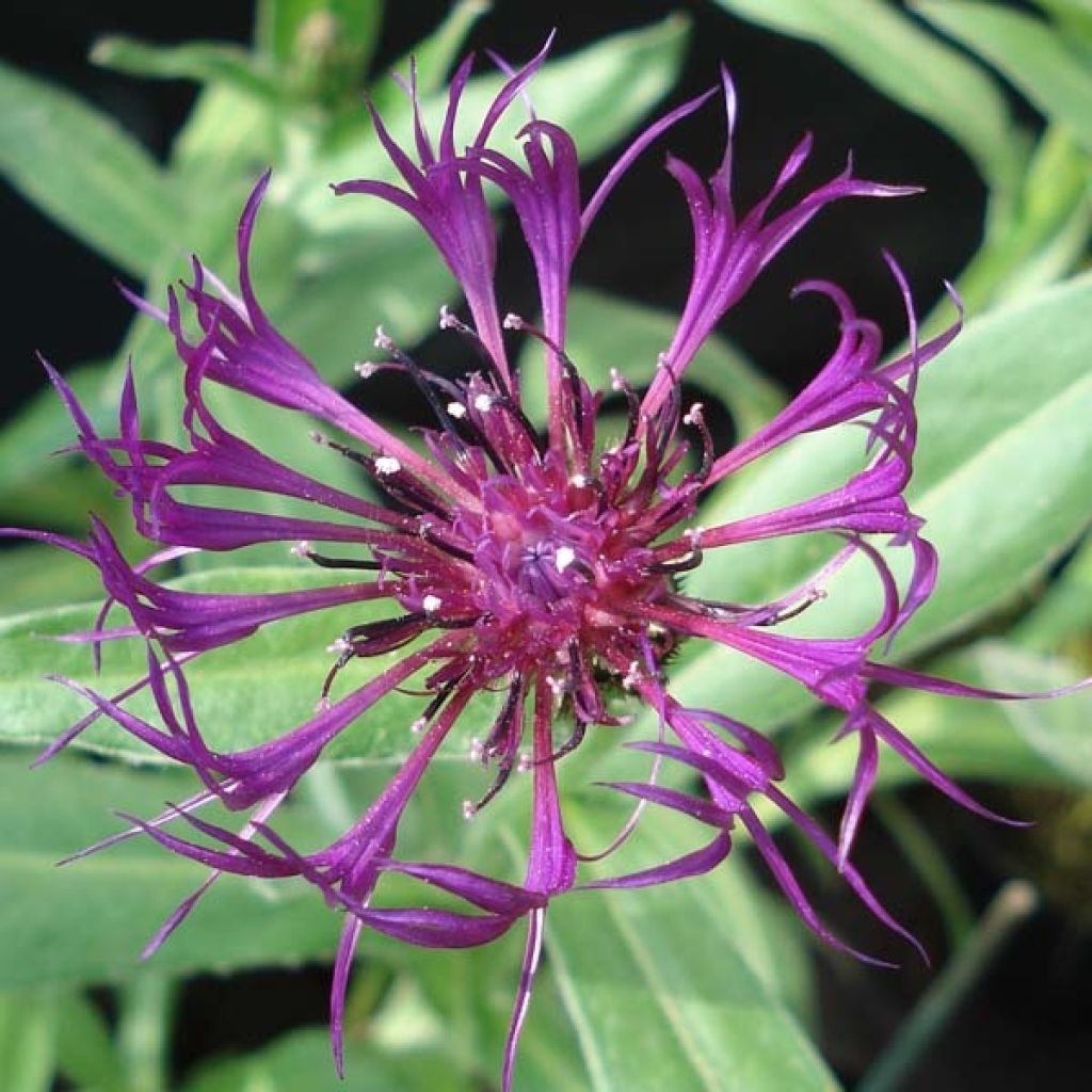 Berg-Flockenblume Amethyst Dream - Centaurea montana