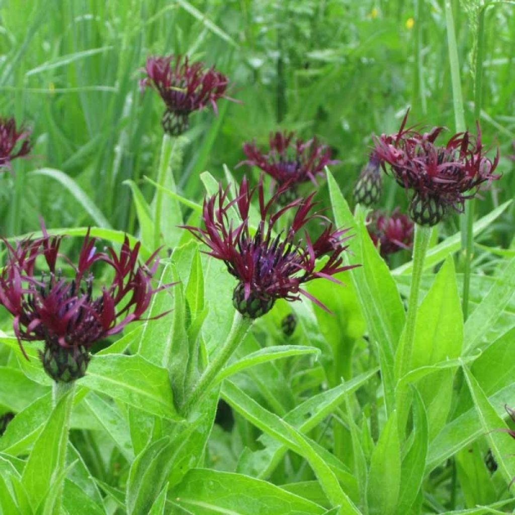 Berg-Flockenblume Jordy - Centaurea montana