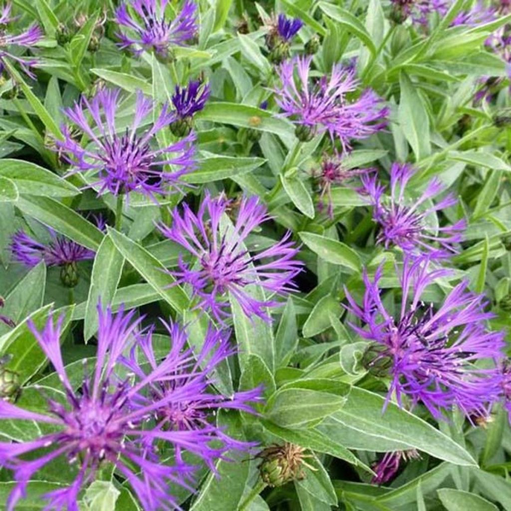 Berg-Flockenblume Violetta - Centaurea montana