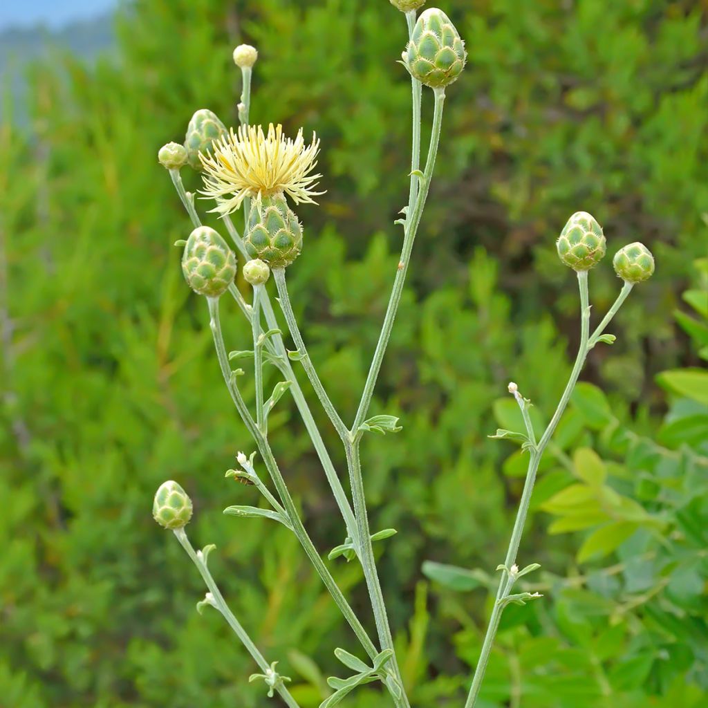 Centaurea orientalis - Orientalische Flockenblume