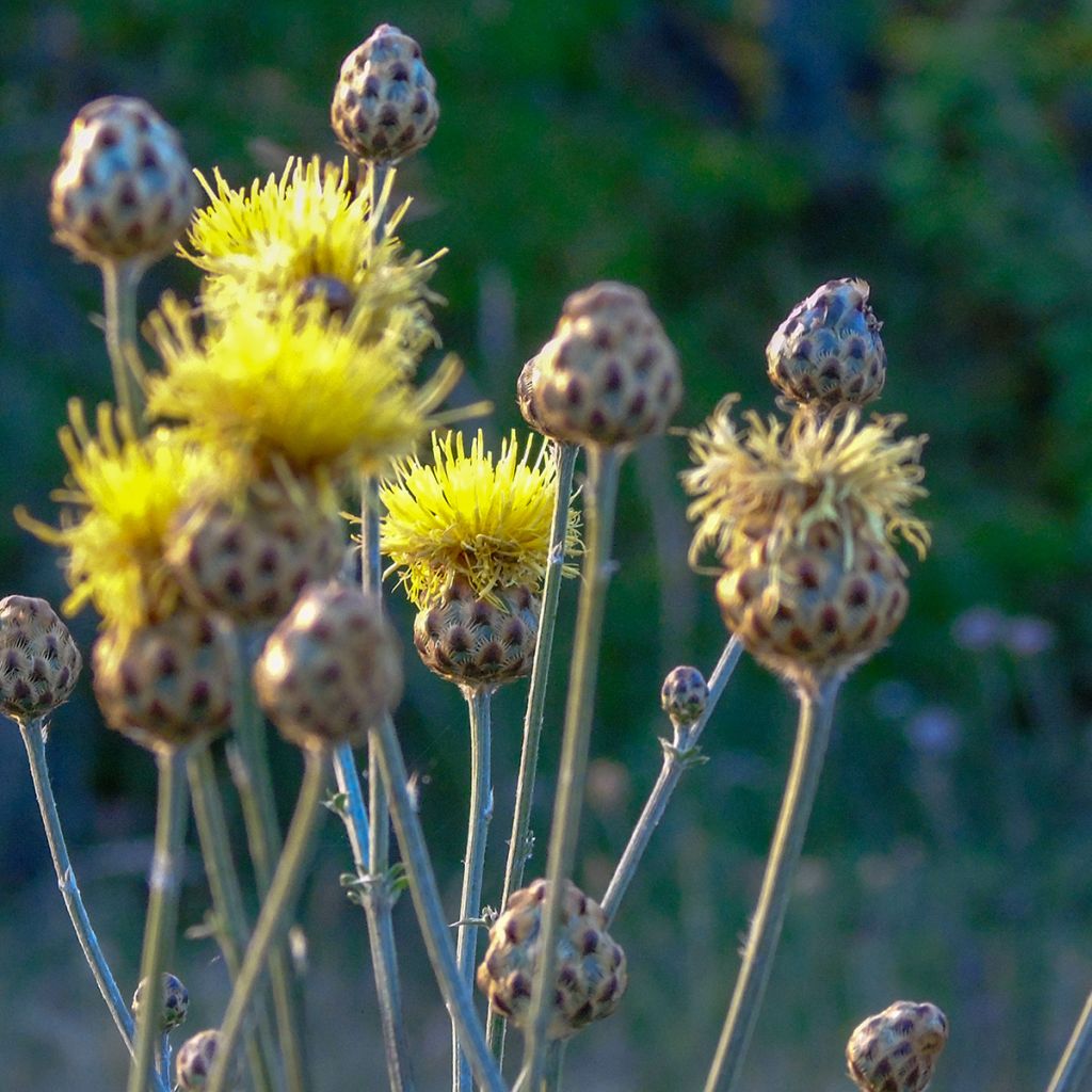 Centaurea orientalis - Orientalische Flockenblume