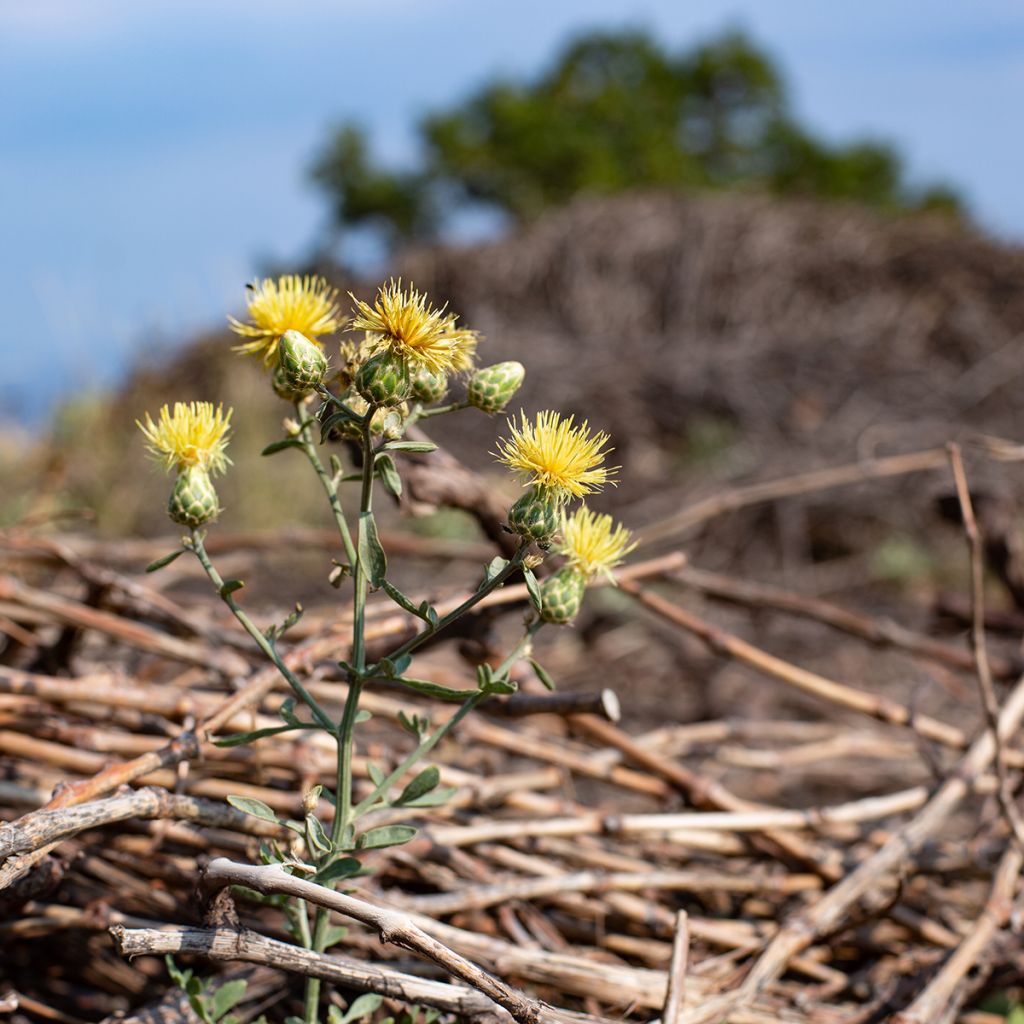 Centaurea orientalis - Orientalische Flockenblume