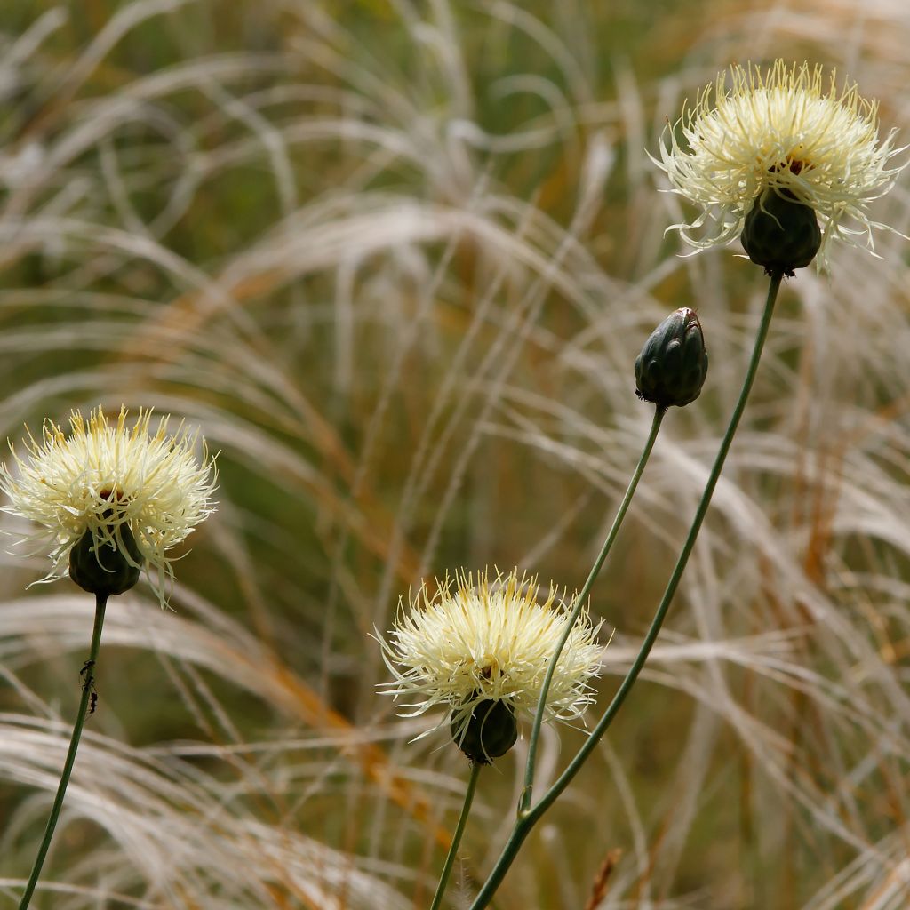 Centaurea ruthenica - Ukrainische Flockenblume