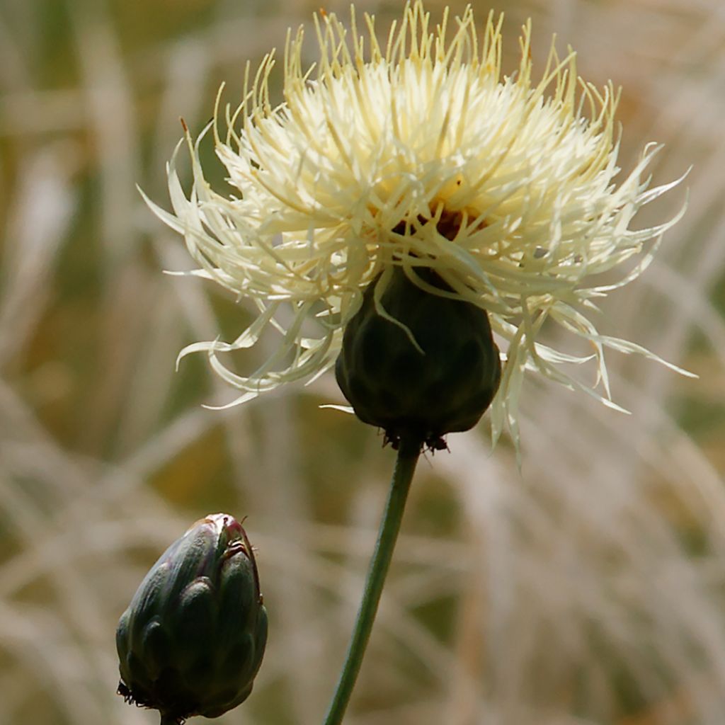 Centaurea ruthenica - Ukrainische Flockenblume