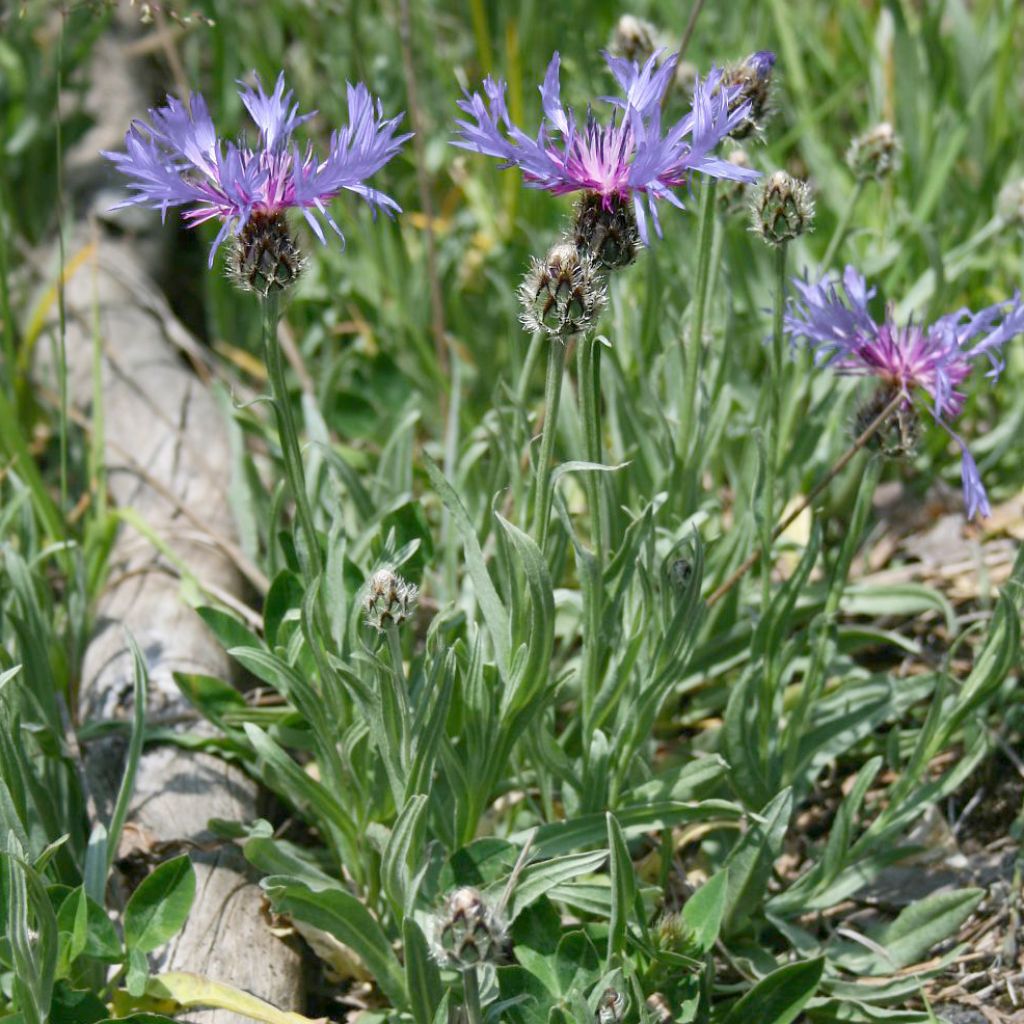 Centaurea triumfettii ssp. stricta - Filzige Flockenblume