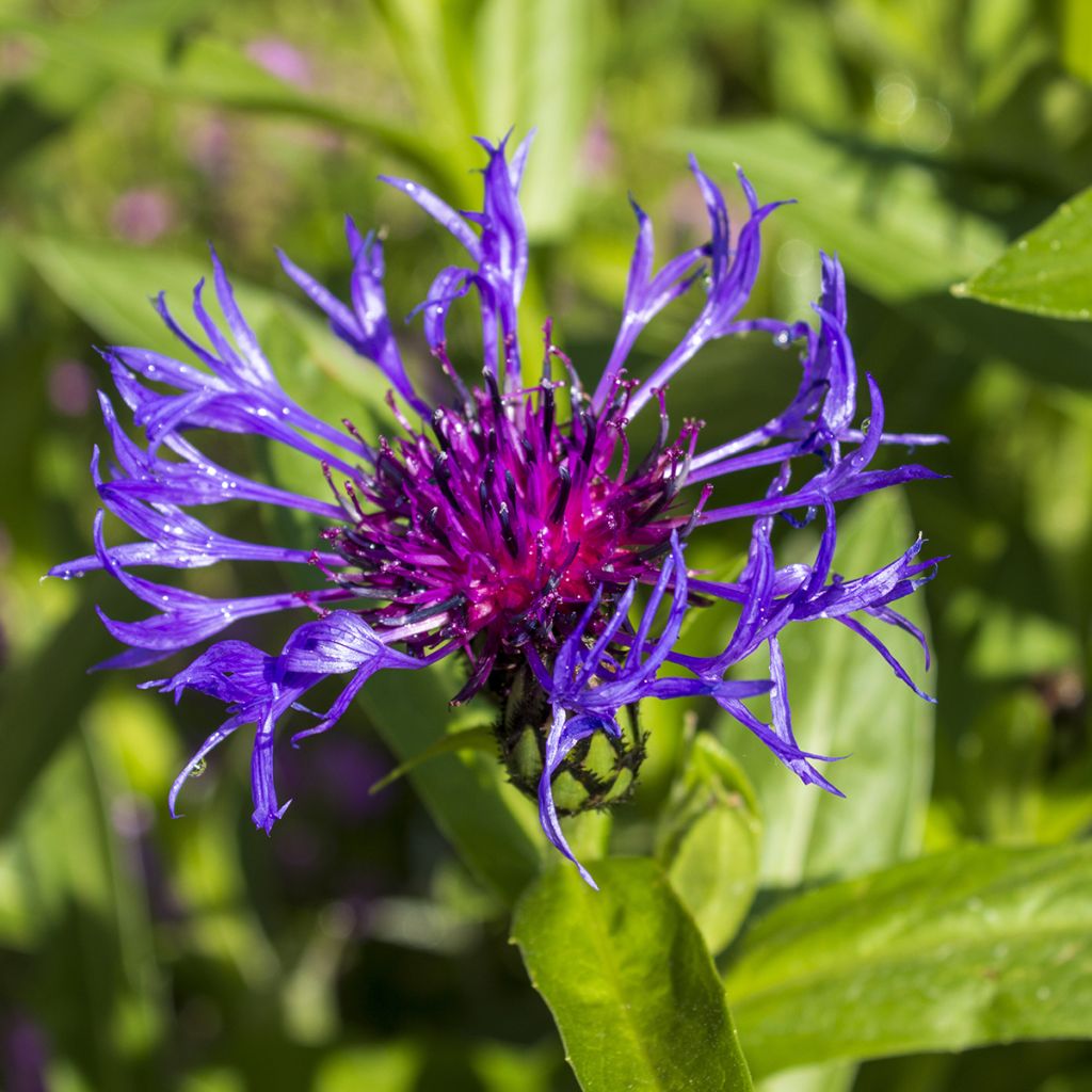 Centaurée, Centaurea triumfettii ssp. cana