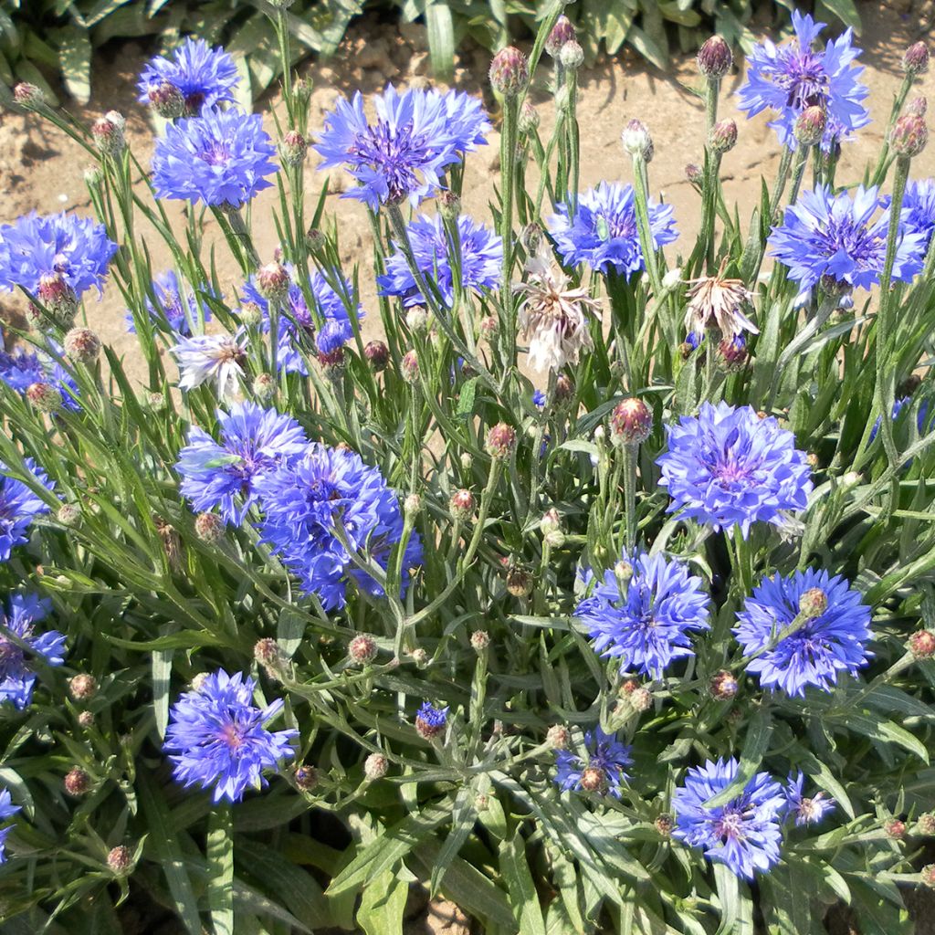 Kornblume Jubilee Gem (Samen) - Centaurea cyanus