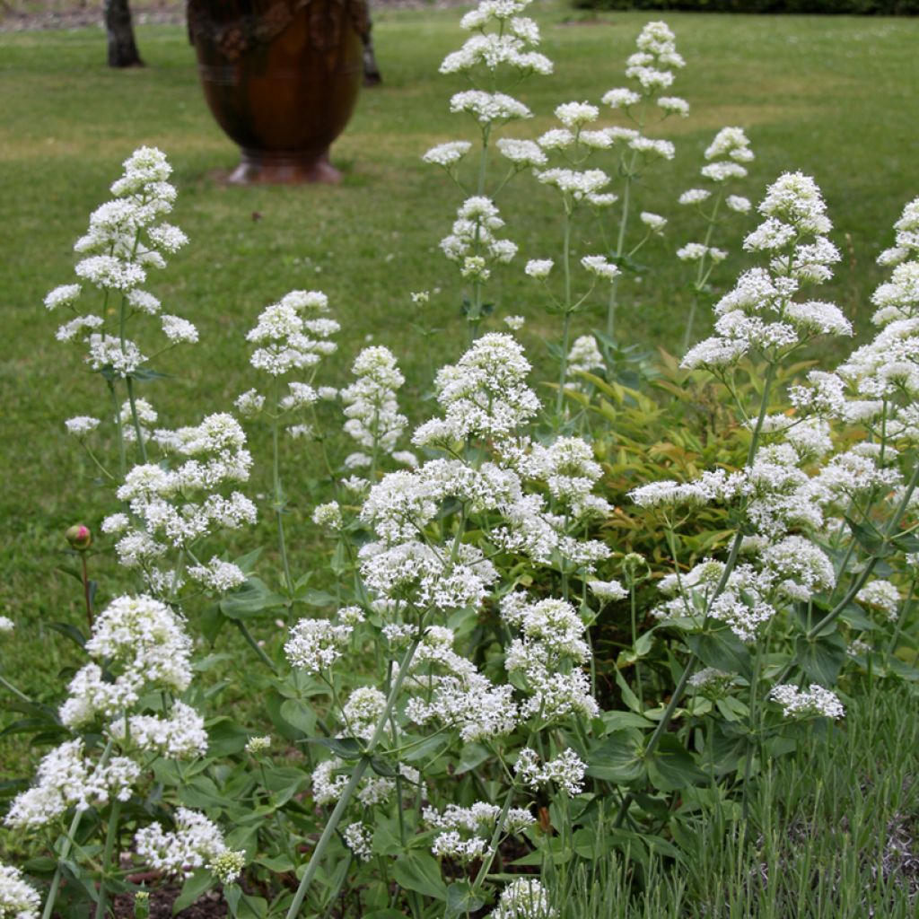 Weißblühende Spornblume Albus - Centranthus ruber