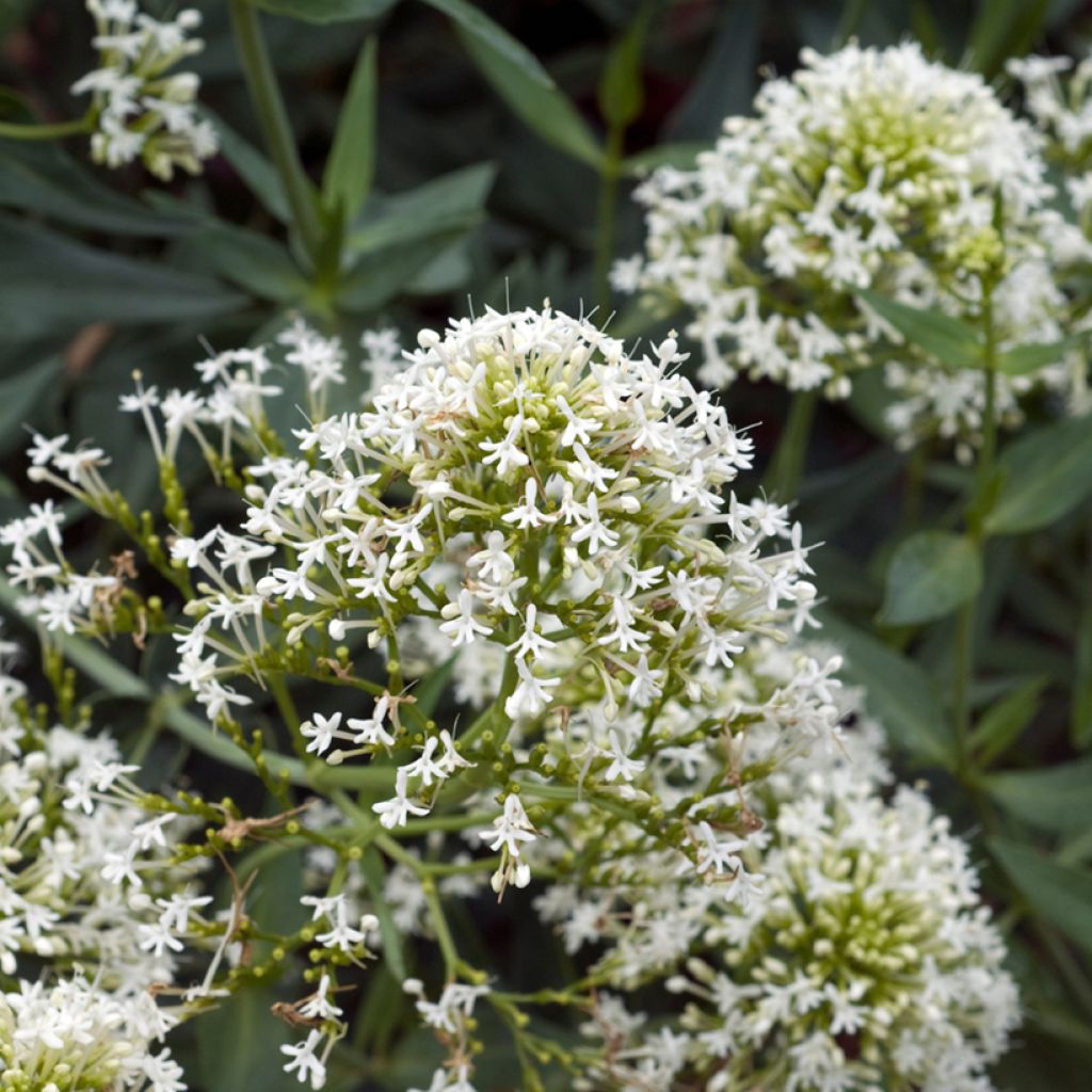 Weißblühende Spornblume Albus - Centranthus ruber