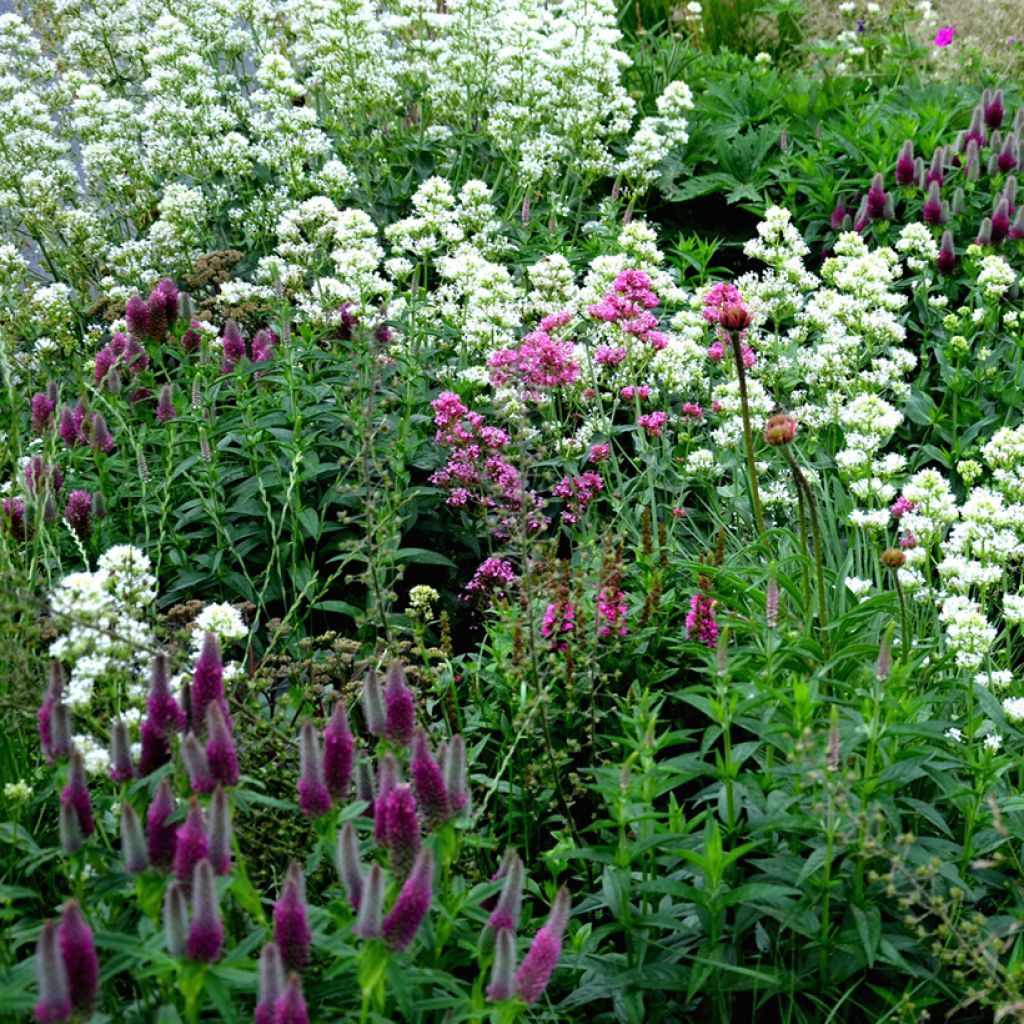 Weißblühende Spornblume Albus - Centranthus ruber