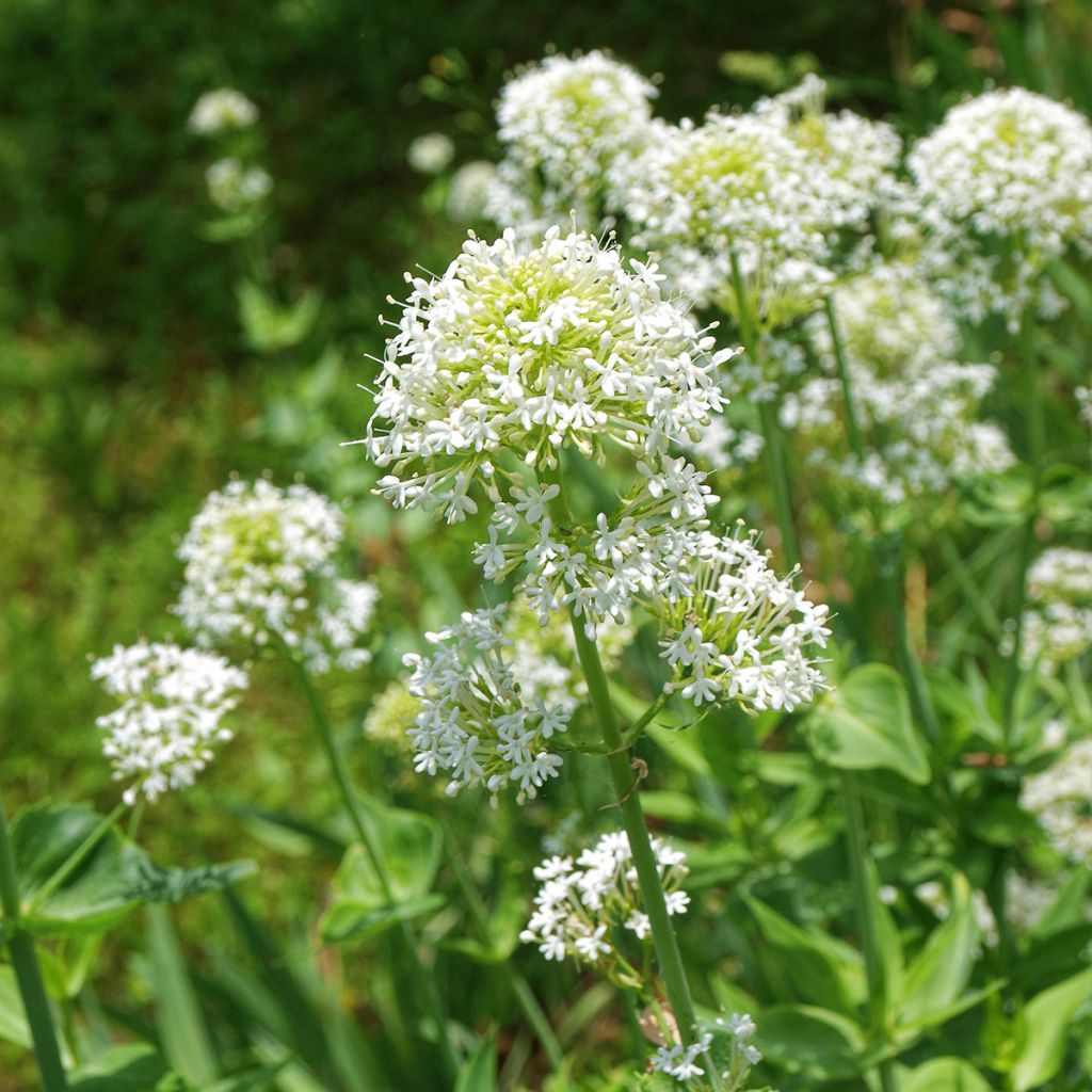 Weißblühende Spornblume Albus - Centranthus ruber