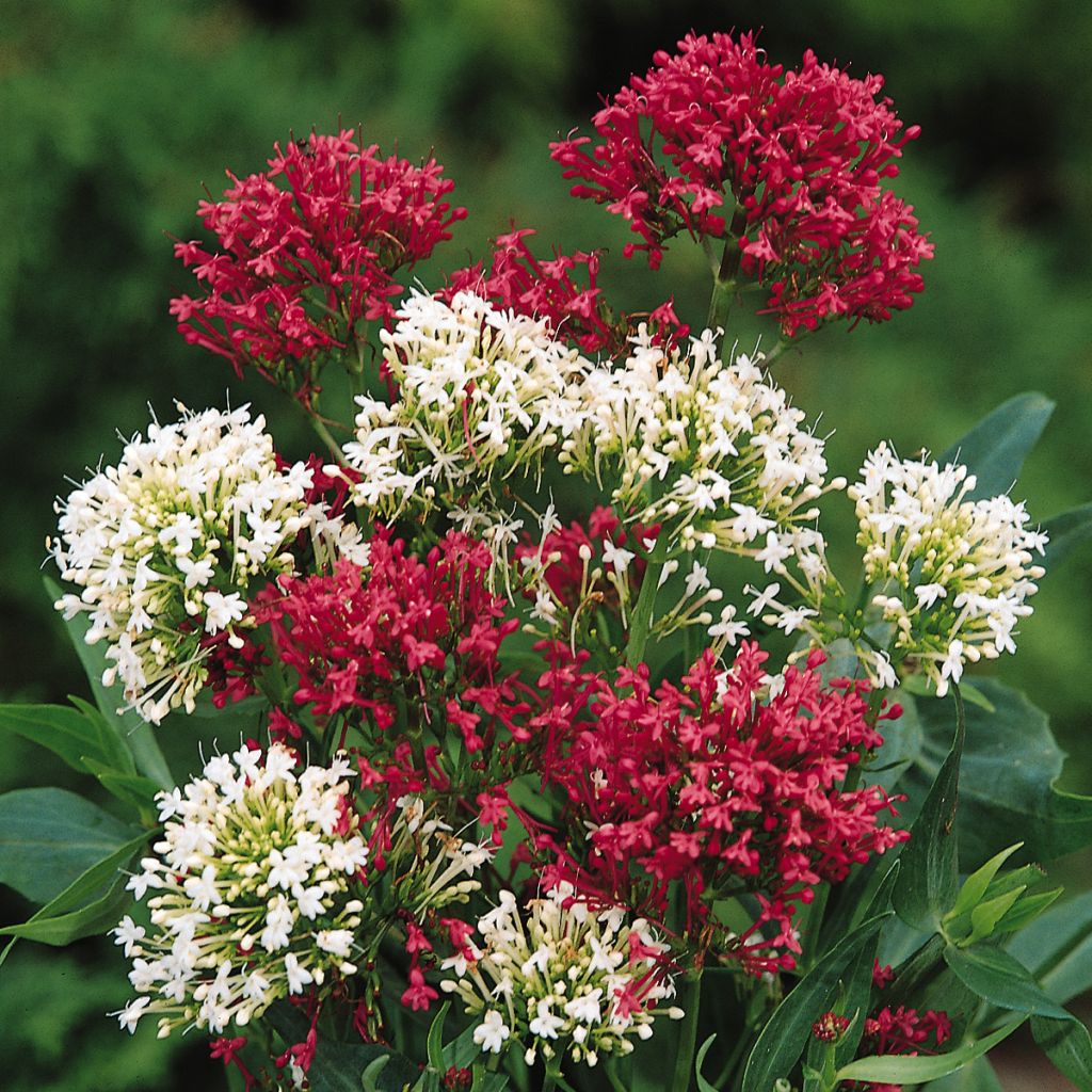 Rote Spornblume Mix (Samen) - Centranthus ruber