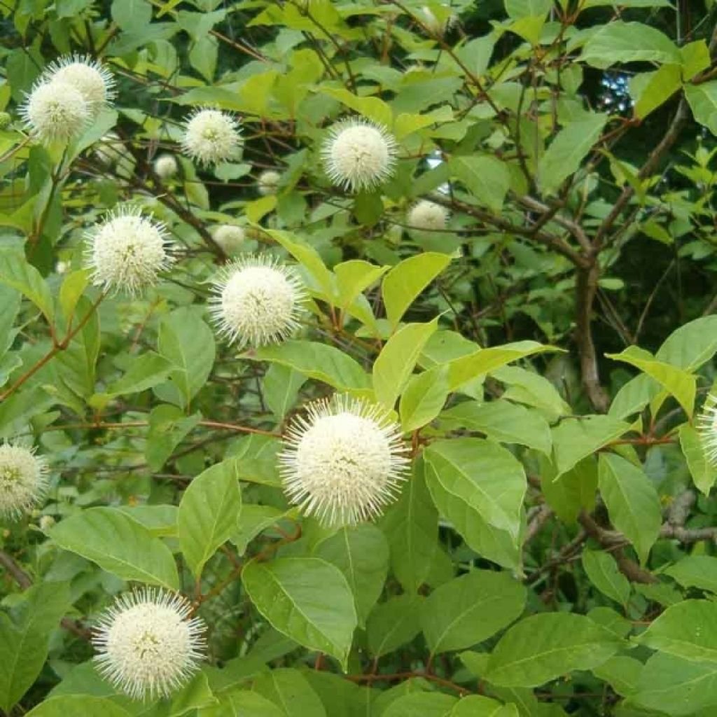 Cephalanthus occidentalis - Knopfbusch