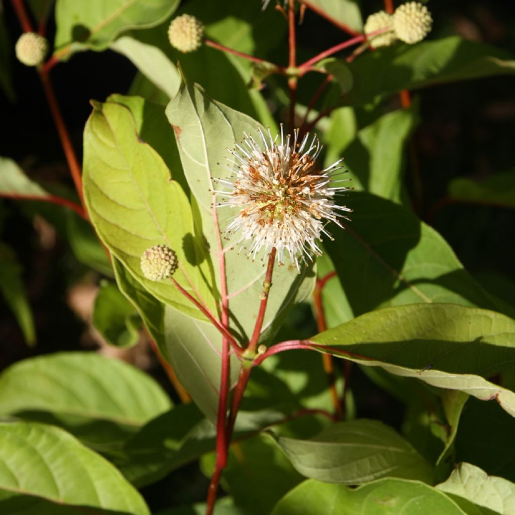 Cephalanthus occidentalis - Knopfbusch