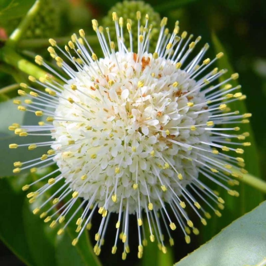 Cephalanthus occidentalis - Knopfbusch