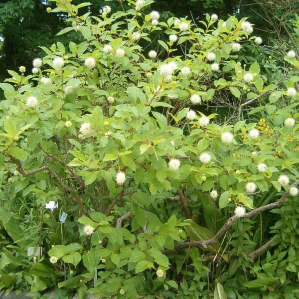 Cephalanthus occidentalis - Bois-bouton