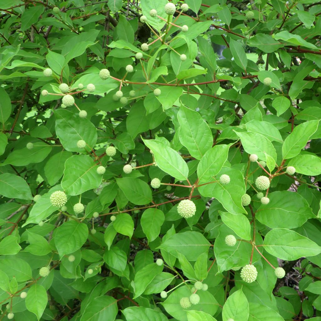 Cephalanthus occidentalis Moonlight Fantasy - Knopfbusch