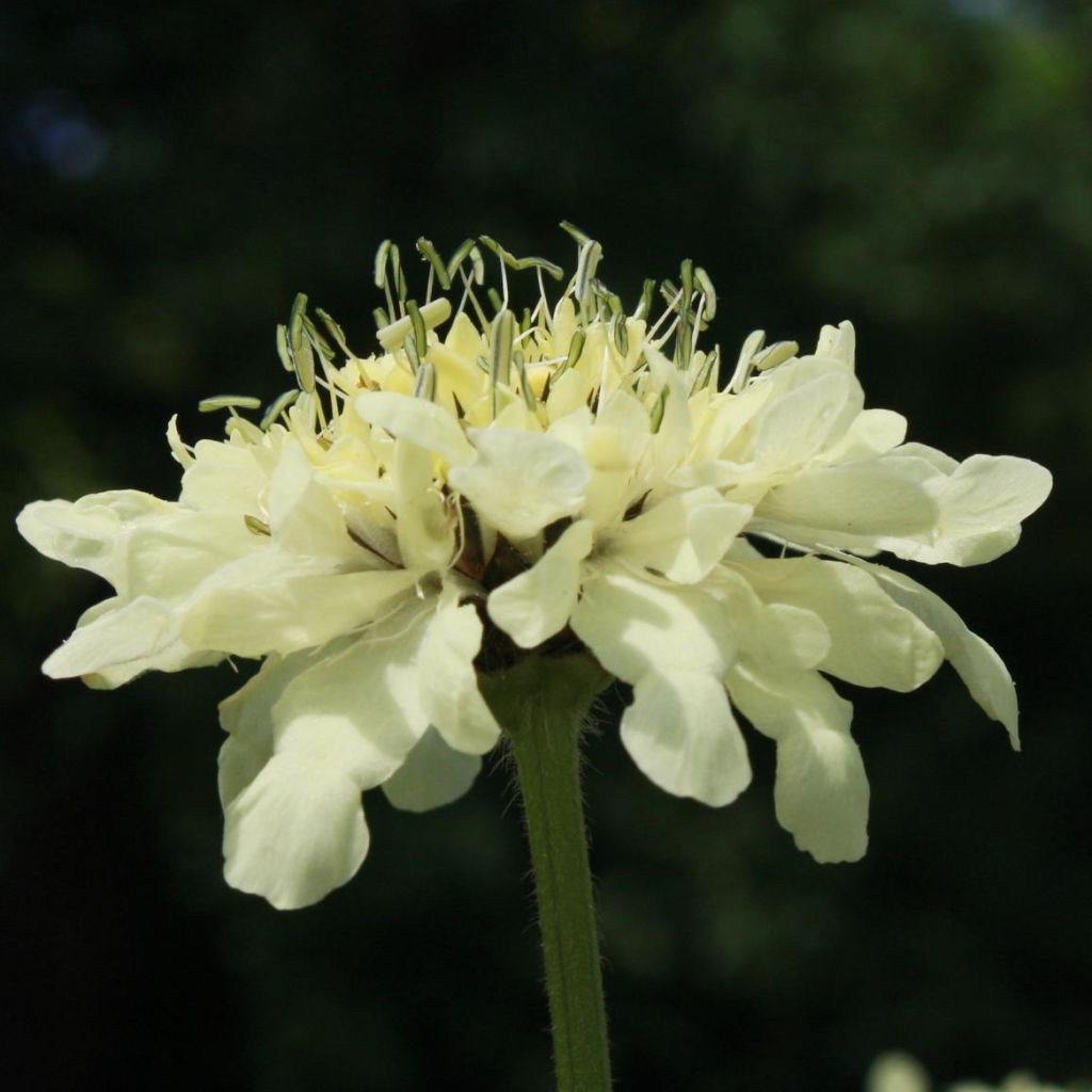 Cephalaria alpina - Alpen-Kopfblume