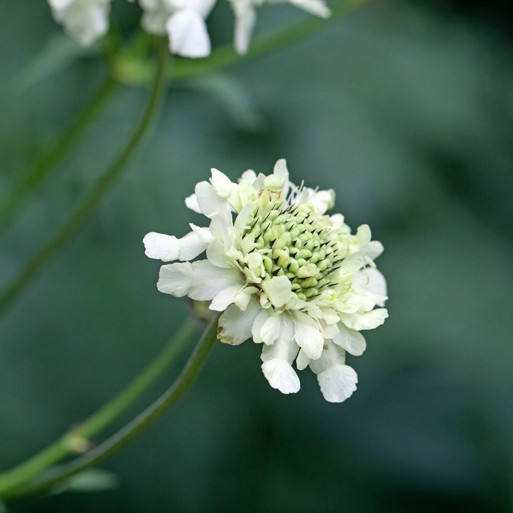 Cephalaria alpina - Alpen-Kopfblume