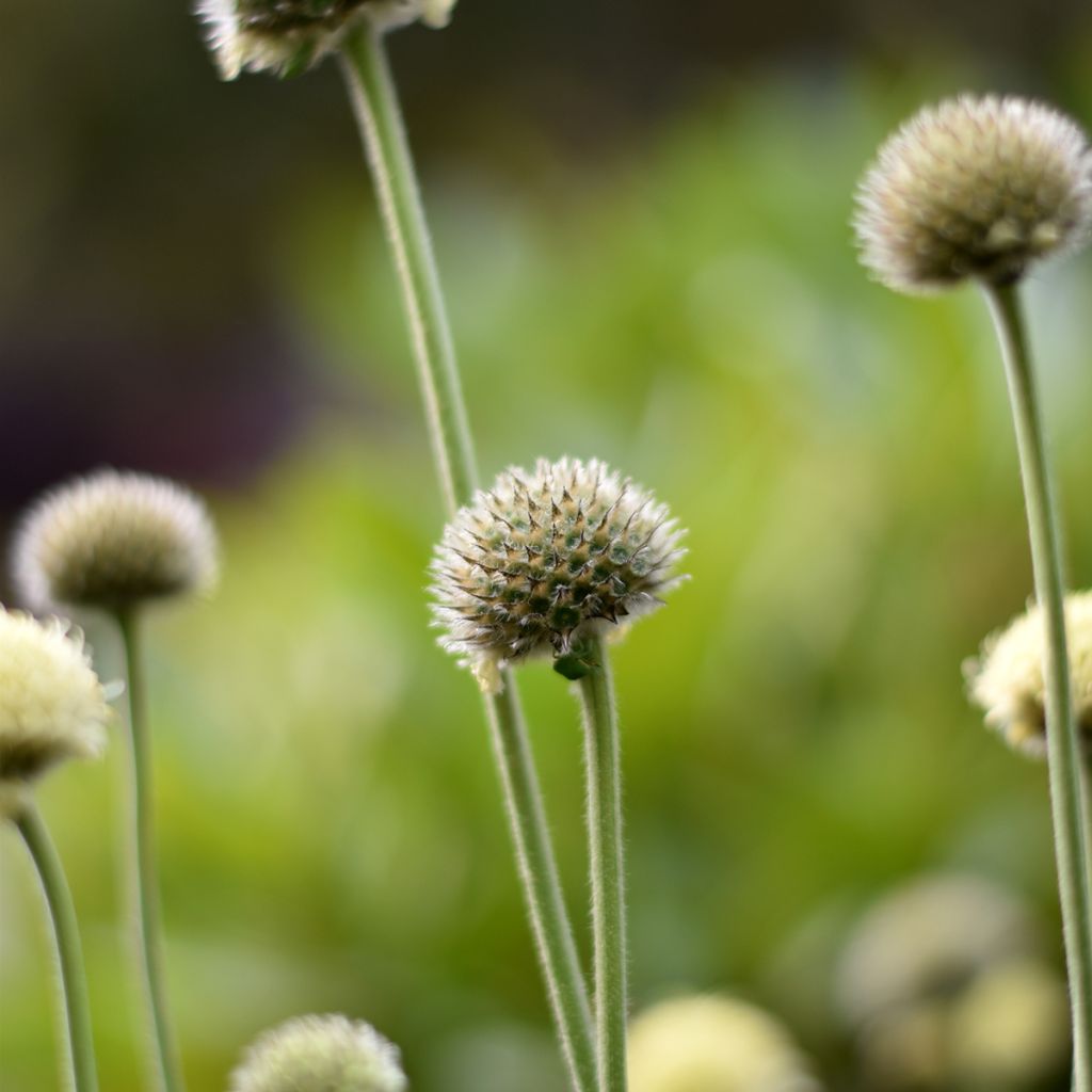 Cephalaria alpina - Alpen-Kopfblume