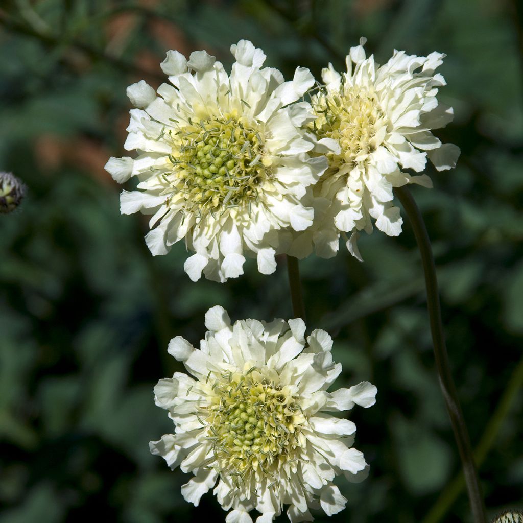 Cephalaria alpina - Alpen-Kopfblume