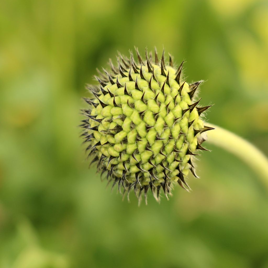 Cephalaria alpina - Alpen-Kopfblume