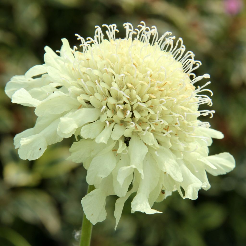 Cephalaria gigantea - Scabieuse géante