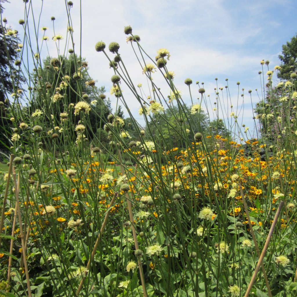 Cephalaria gigantea - Scabieuse géante