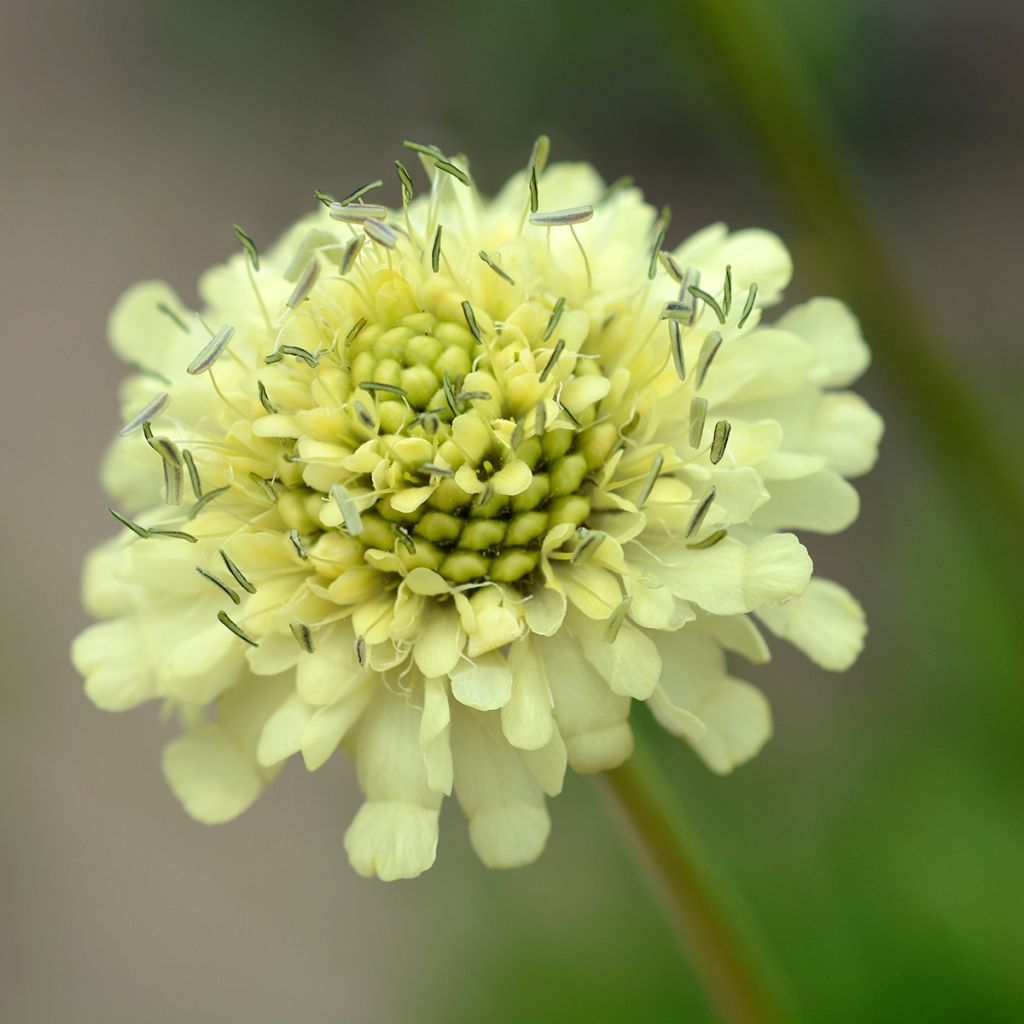 Cephalaria gigantea - Schuppenkopf