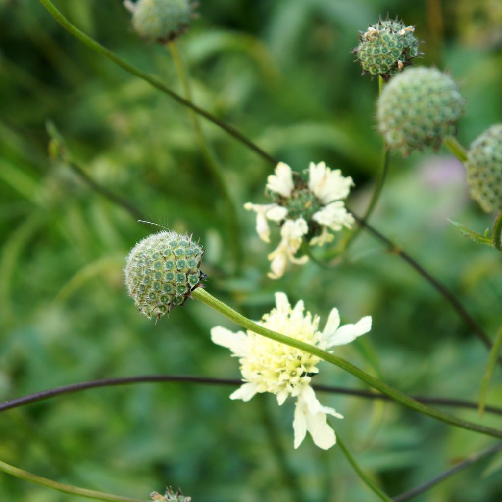 Cephalaria gigantea - Schuppenkopf