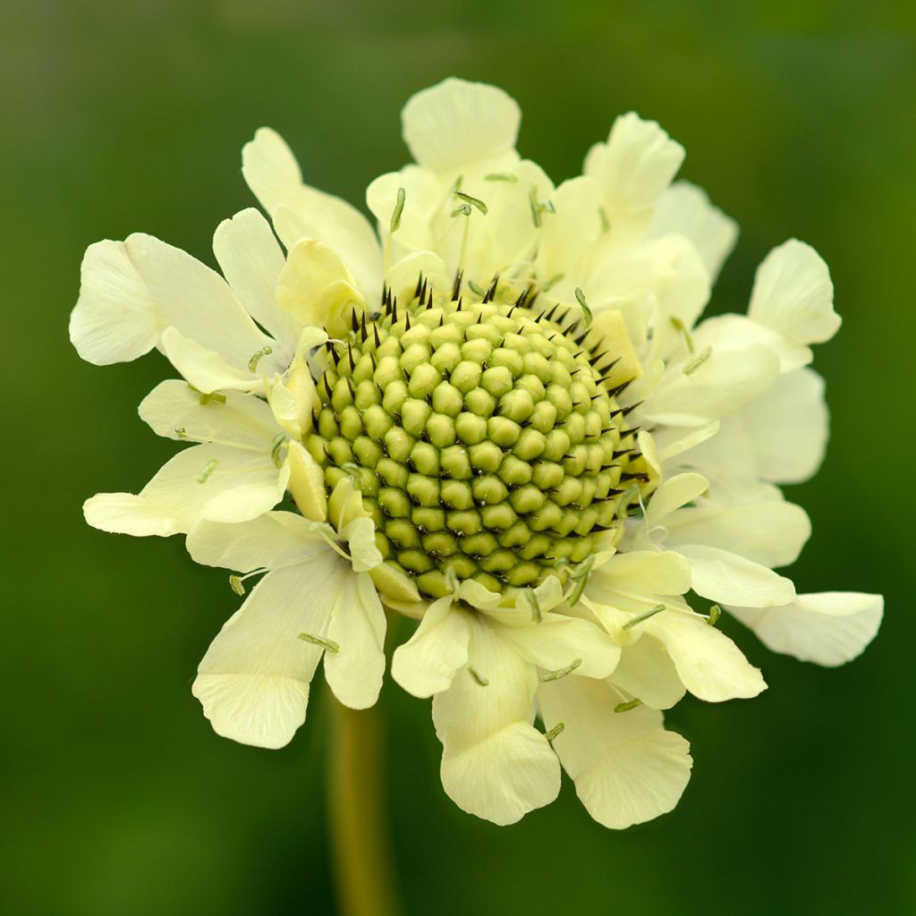 Cephalaria gigantea - Schuppenkopf