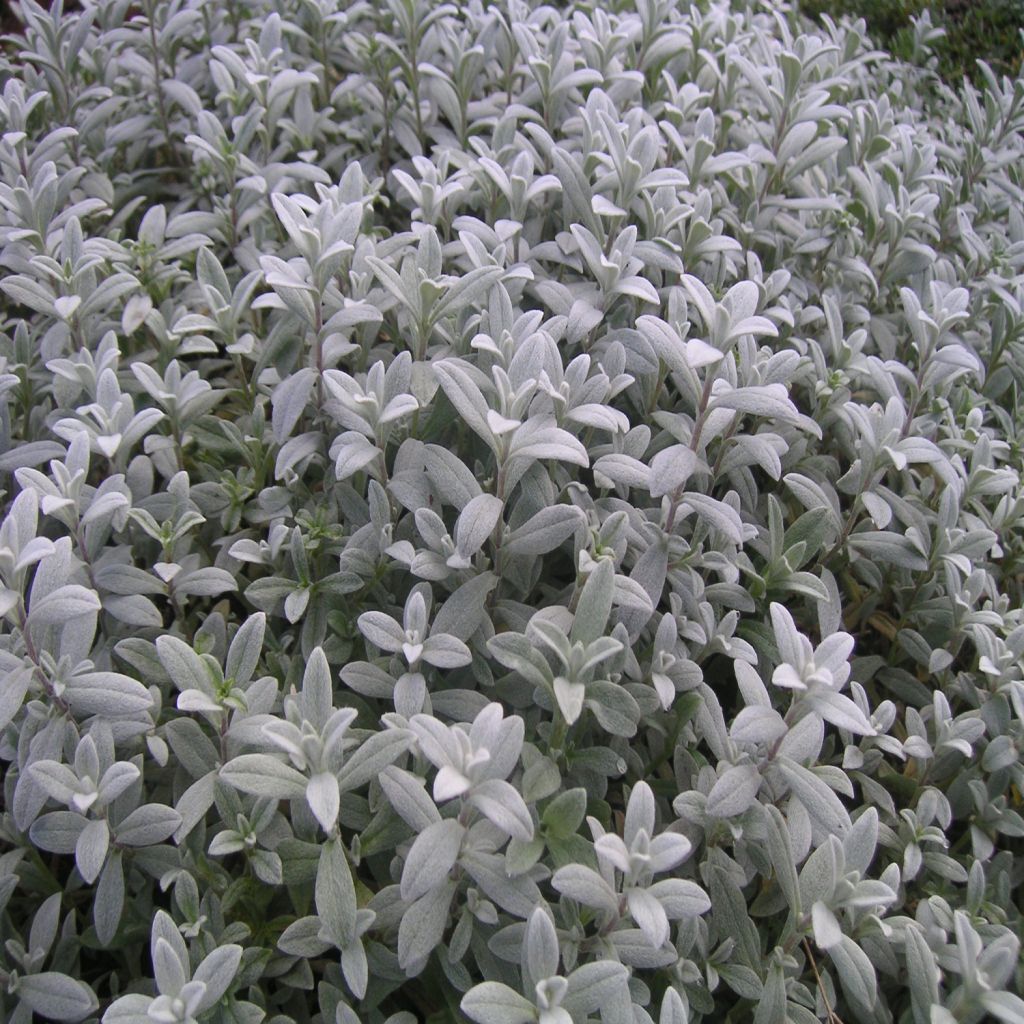 Cerastium biebersteinii - Bieberstein Hornkraut