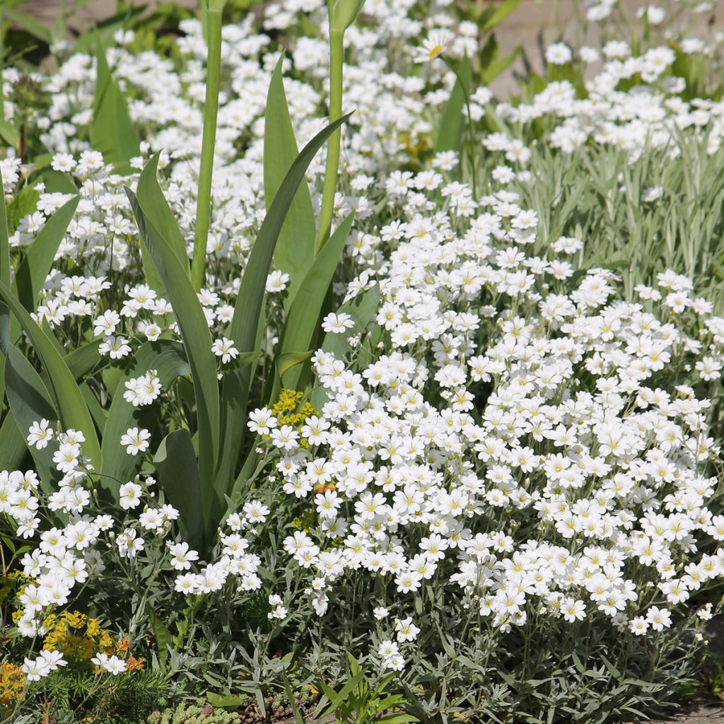 Cerastium biebersteinii - Bieberstein Hornkraut