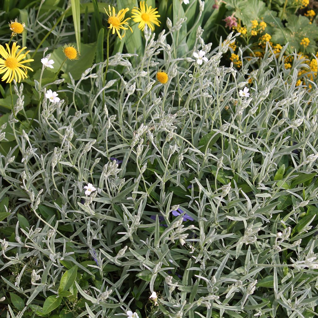 Cerastium biebersteinii - Bieberstein Hornkraut