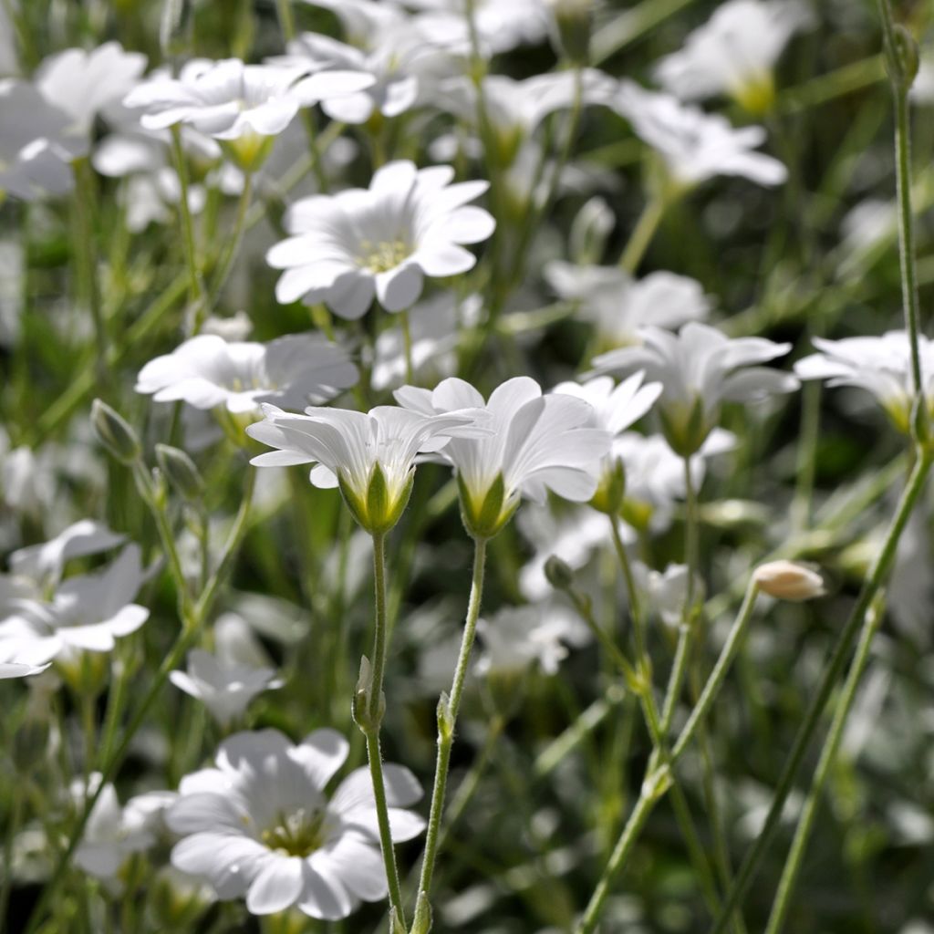 Cerastium biebersteinii - Bieberstein Hornkraut