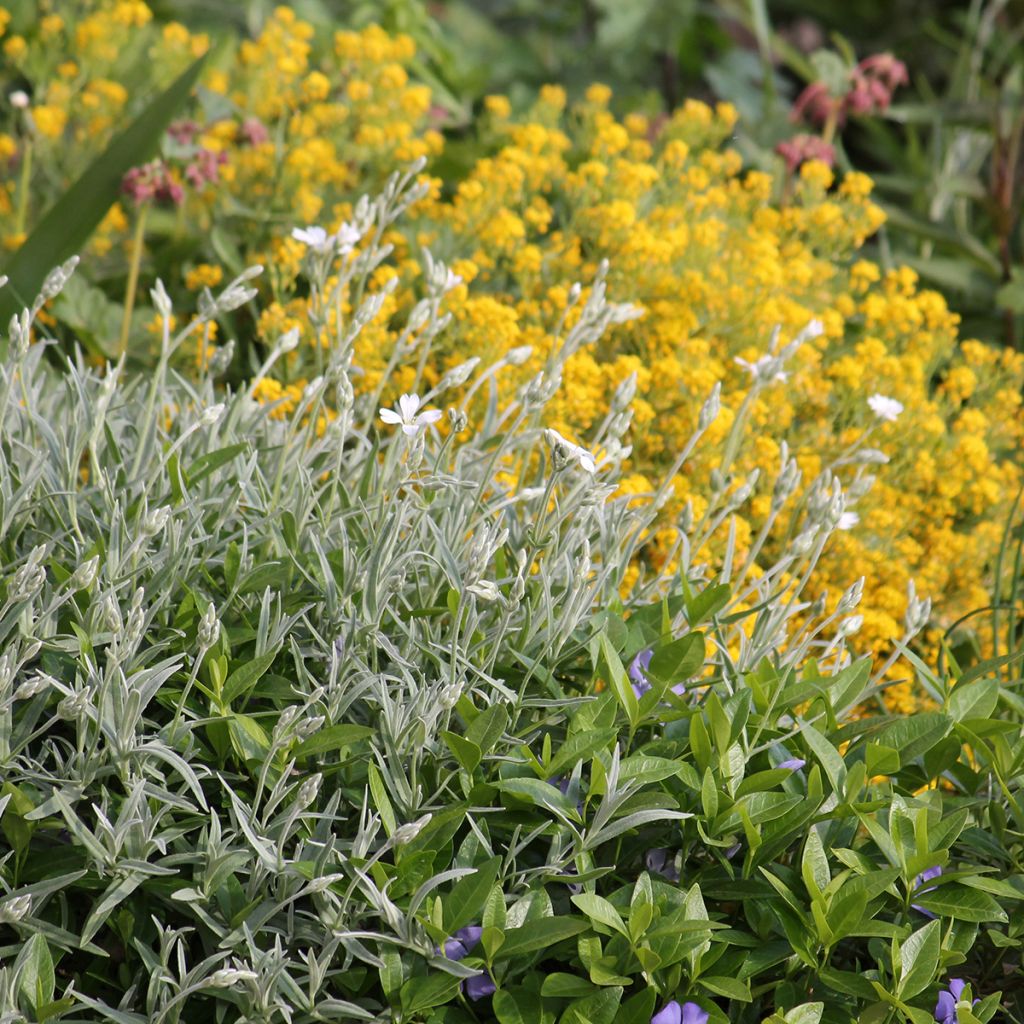 Cerastium biebersteinii - Bieberstein Hornkraut