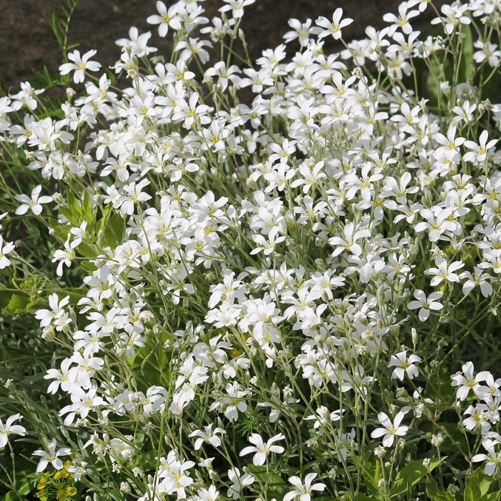 Cerastium biebersteinii - Bieberstein Hornkraut