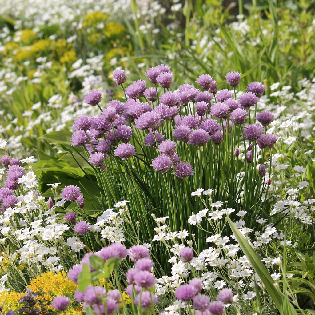 Cerastium biebersteinii - Bieberstein Hornkraut