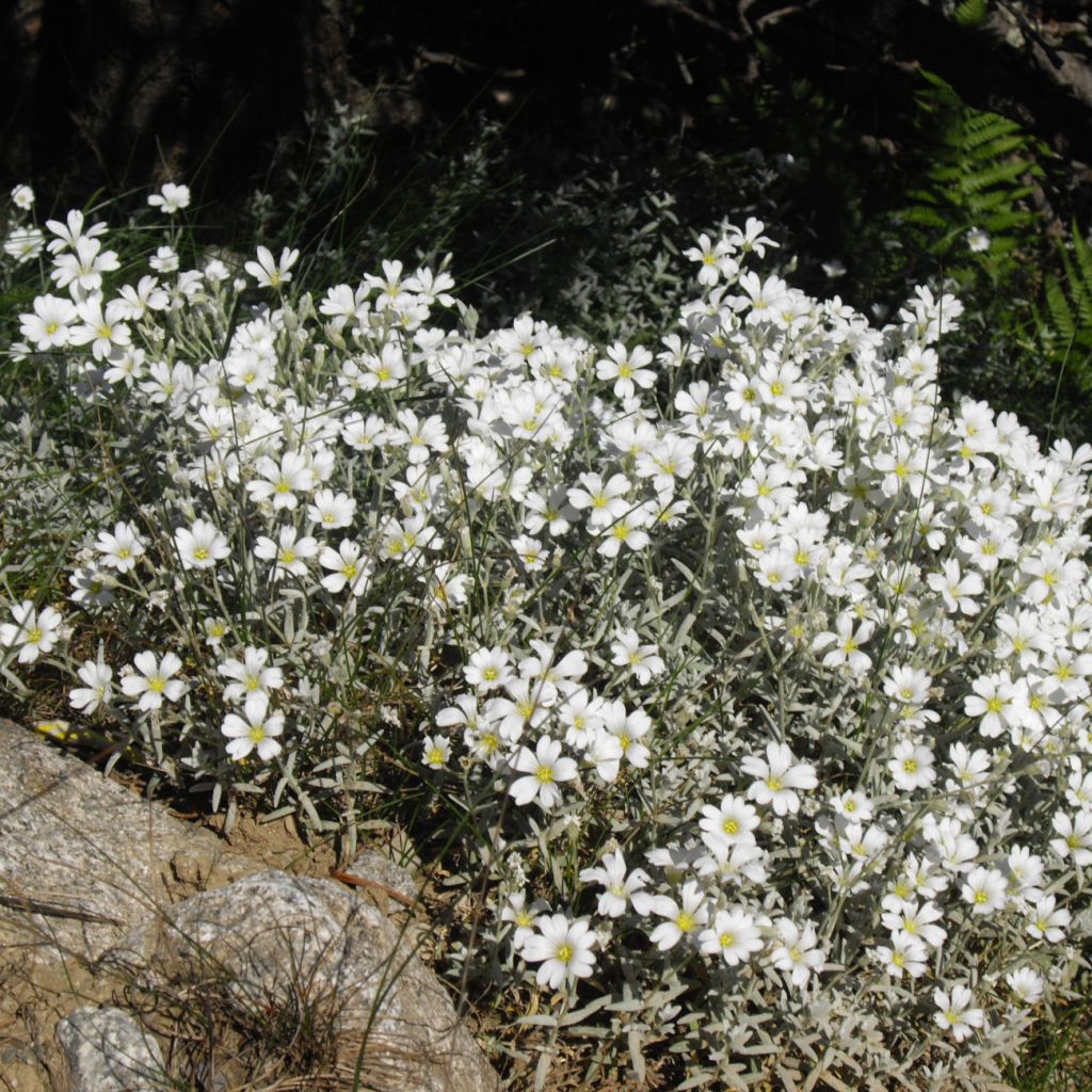 Cerastium tomentosum Yo Yo - Oreille de souris