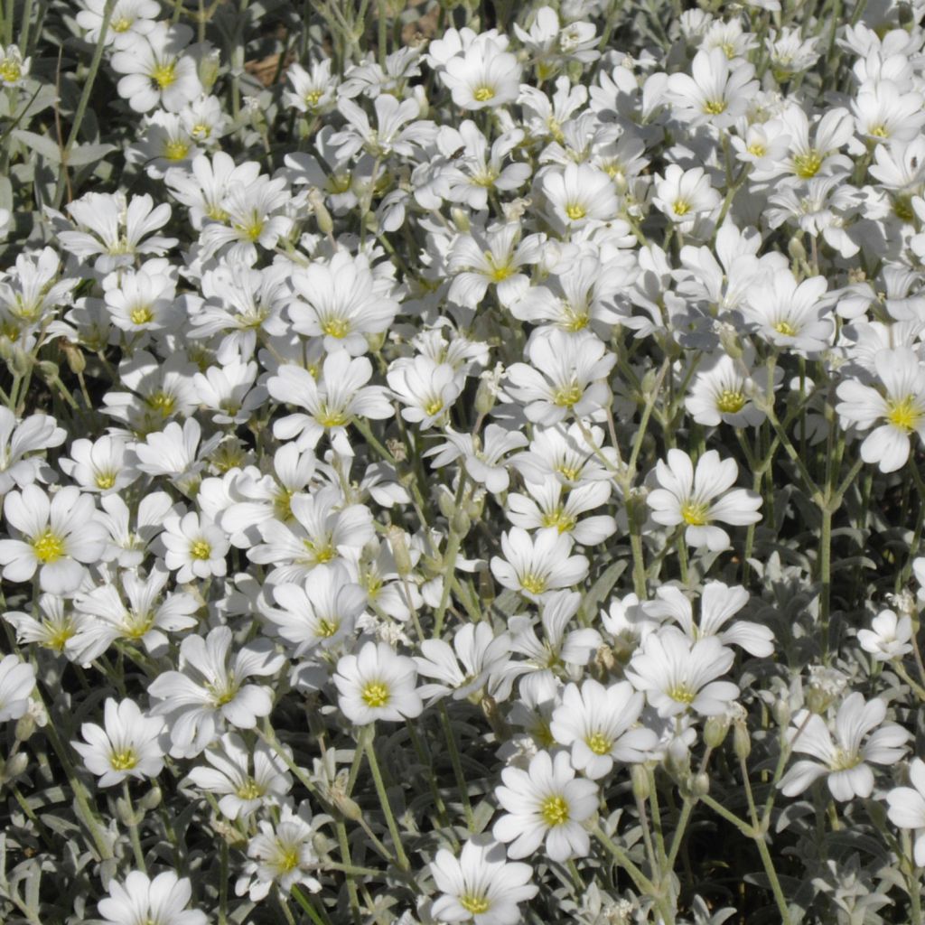 Cerastium tomentosum Yo Yo - Filziges Hornkraut