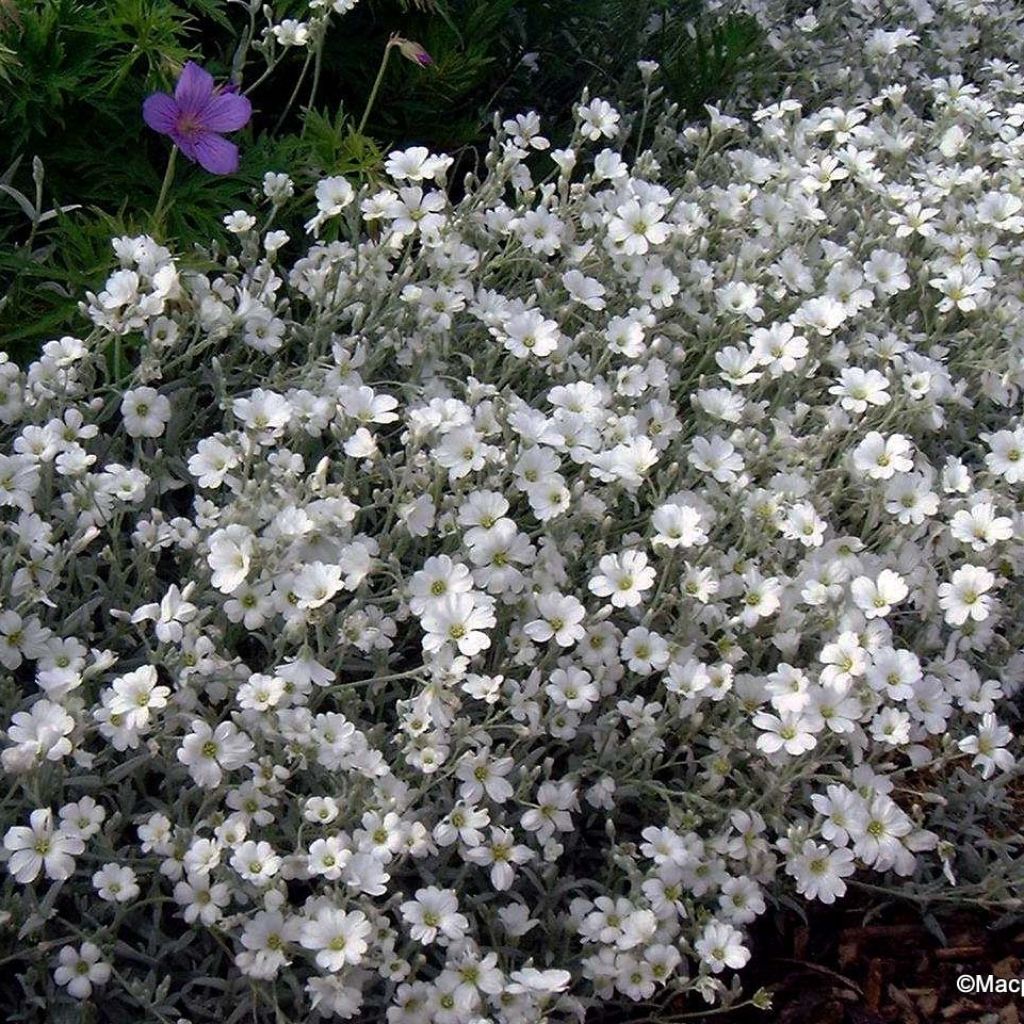 Cerastium tomentosum var. columnae - Oreille de souris - Céraiste Columnae