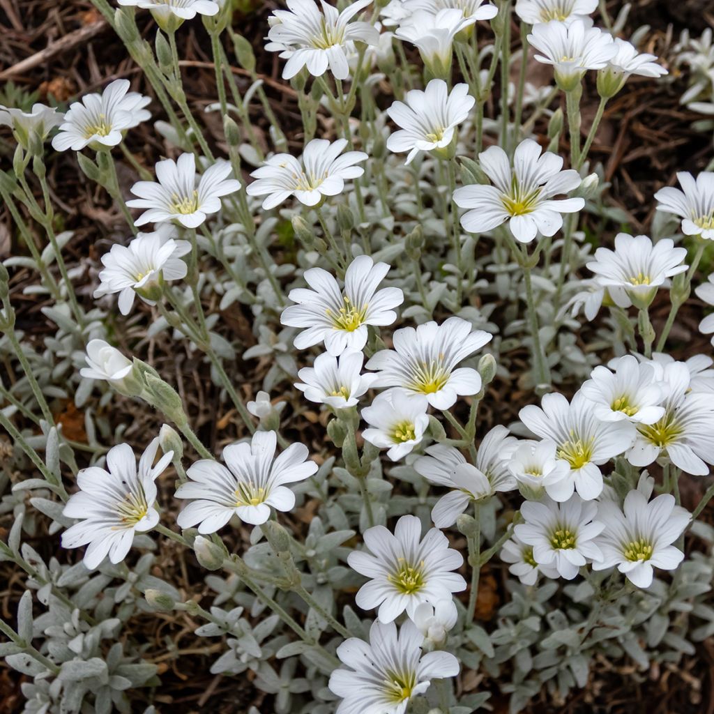 Cerastium tomentosum var columnae - Filziges Hornkraut