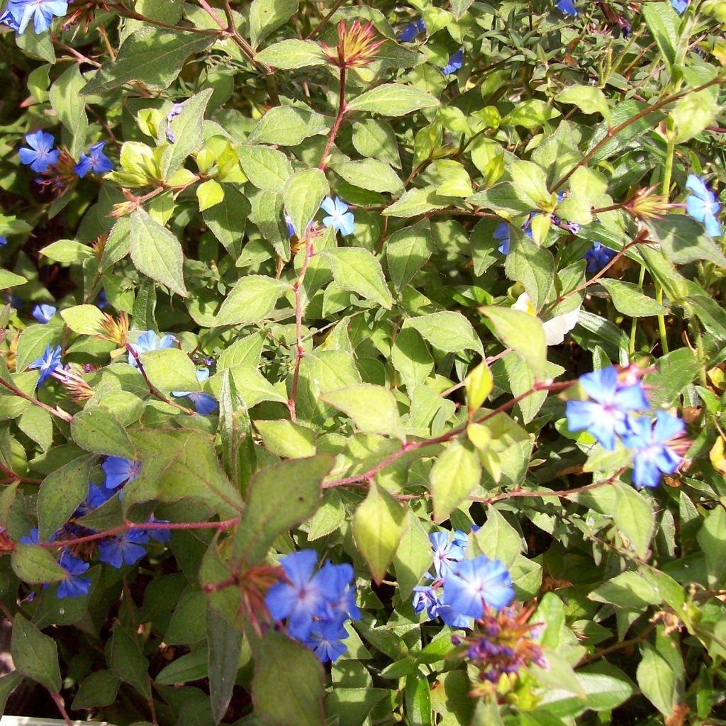 Ceratostigma griffithii - Hornbleiwurz