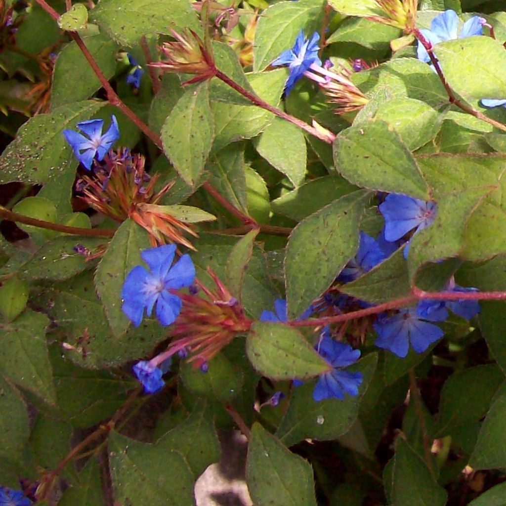 Ceratostigma griffithii, Dentelaire