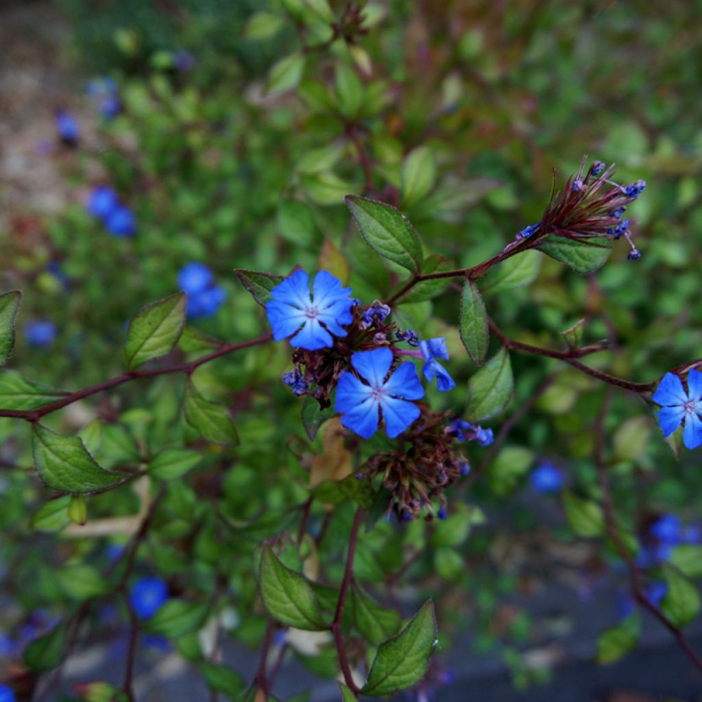 Ceratostigma griffithii - Hornbleiwurz