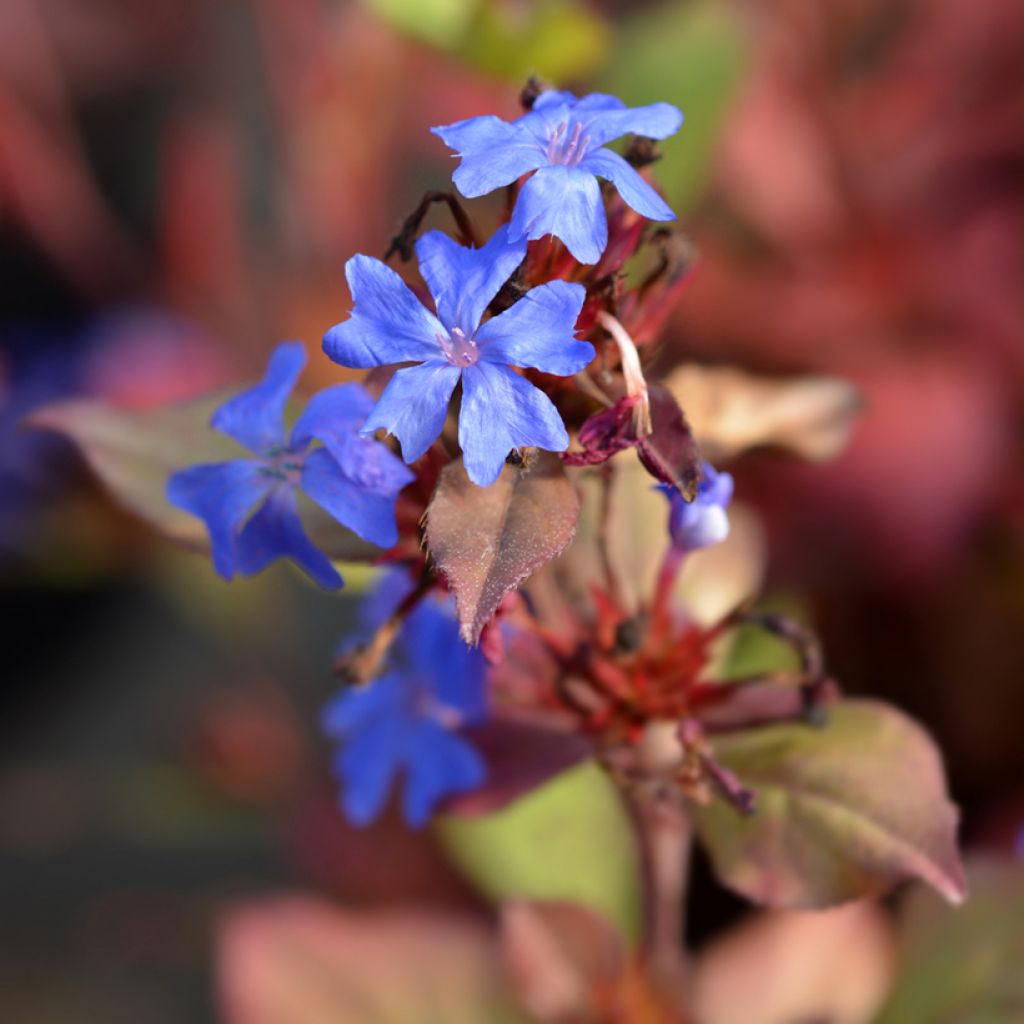 Ceratostigma plumbaginoides - Hornbleiwurz