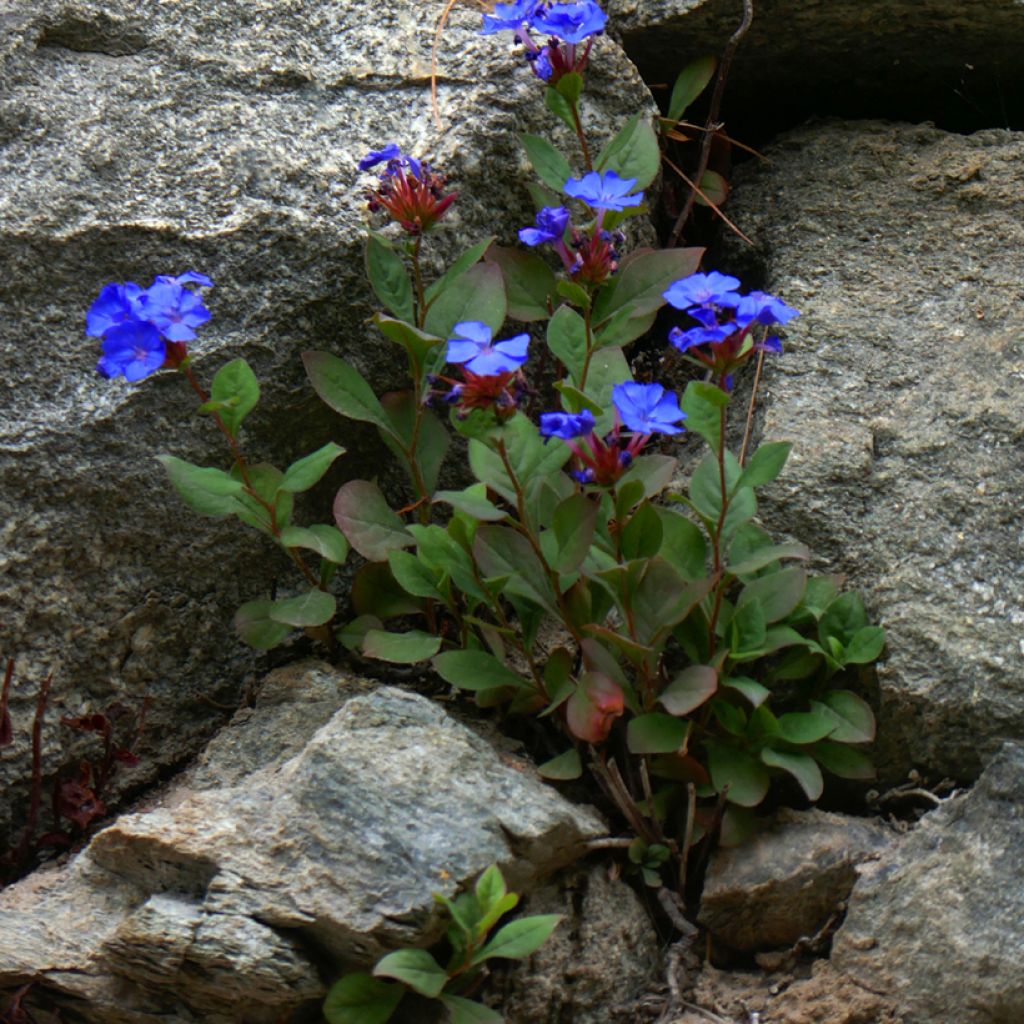 Ceratostigma plumbaginoides - Hornbleiwurz