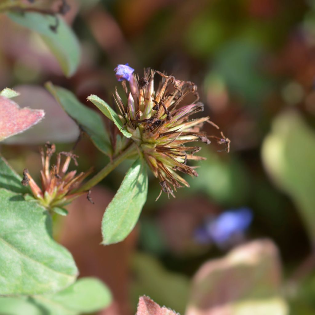 Ceratostigma plumbaginoides - Hornbleiwurz