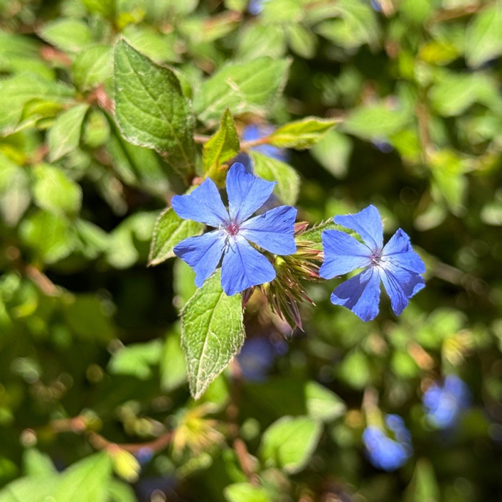 Ceratostigma plumbaginoides - Hornbleiwurz