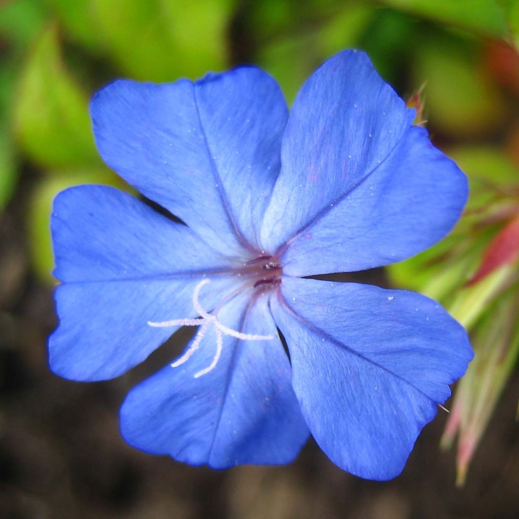 Ceratostigma willmottianum Forest Blue - Hornbleiwurz